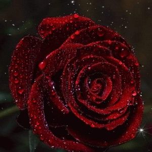 Meet your Posher, Tabatha